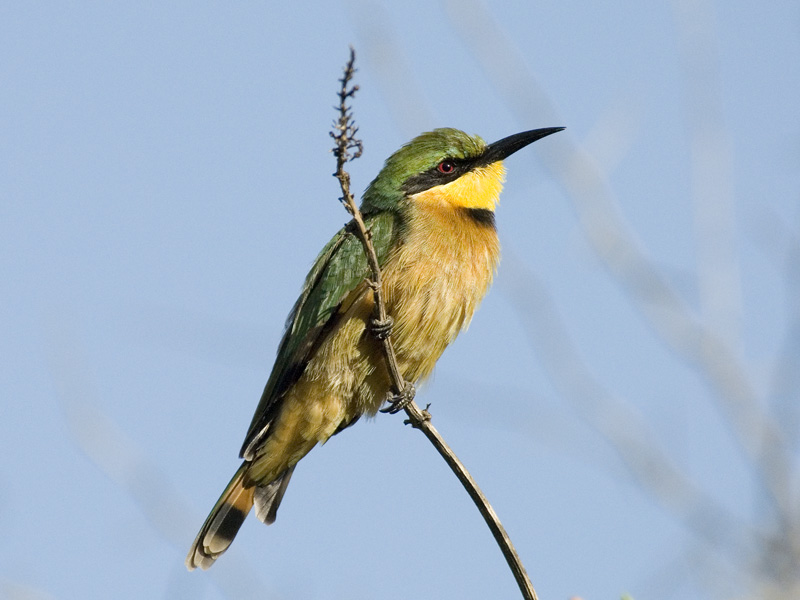 Little Bee-Eater [ Merops pusillus ]