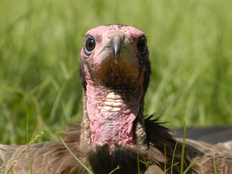 Hooded Vulture [ Necrosyrtes monachus