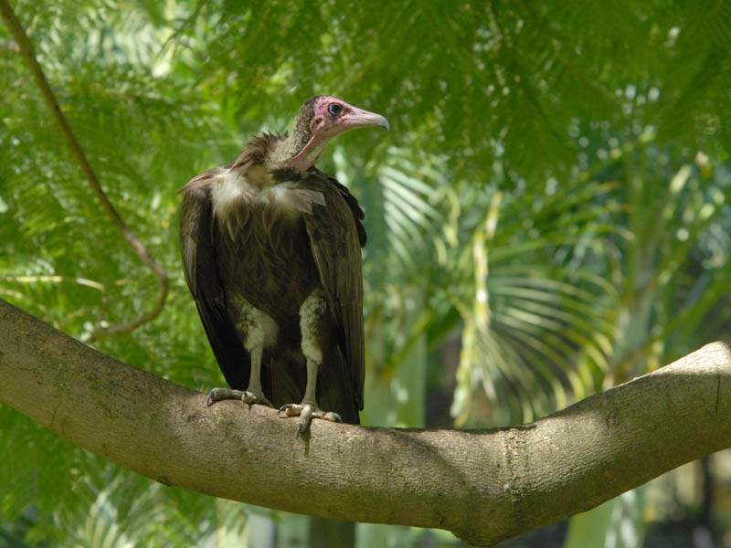 Hooded Vulture [ Necrosyrtes monachus