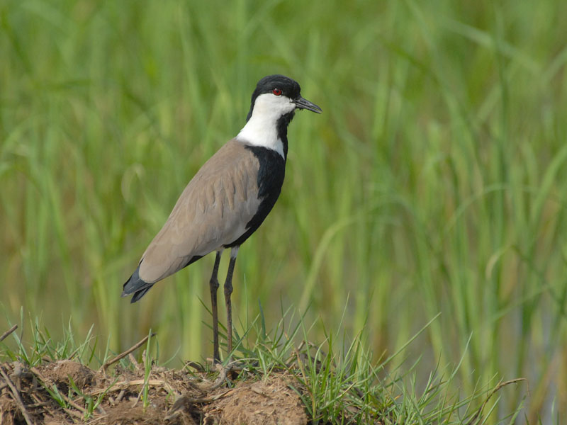 Spur-Winged Plover [Vanellus spinosus