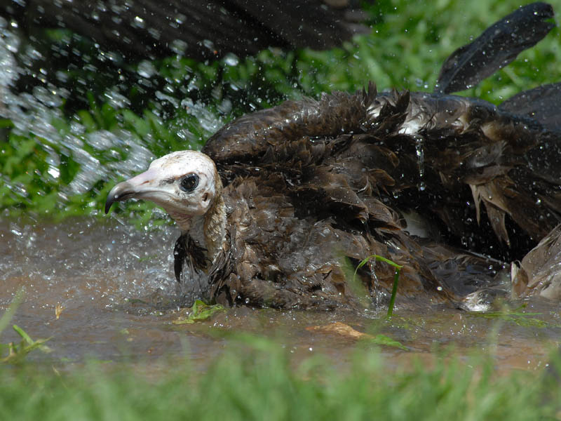 Hooded Vulture [ Necrosyrtes monachus