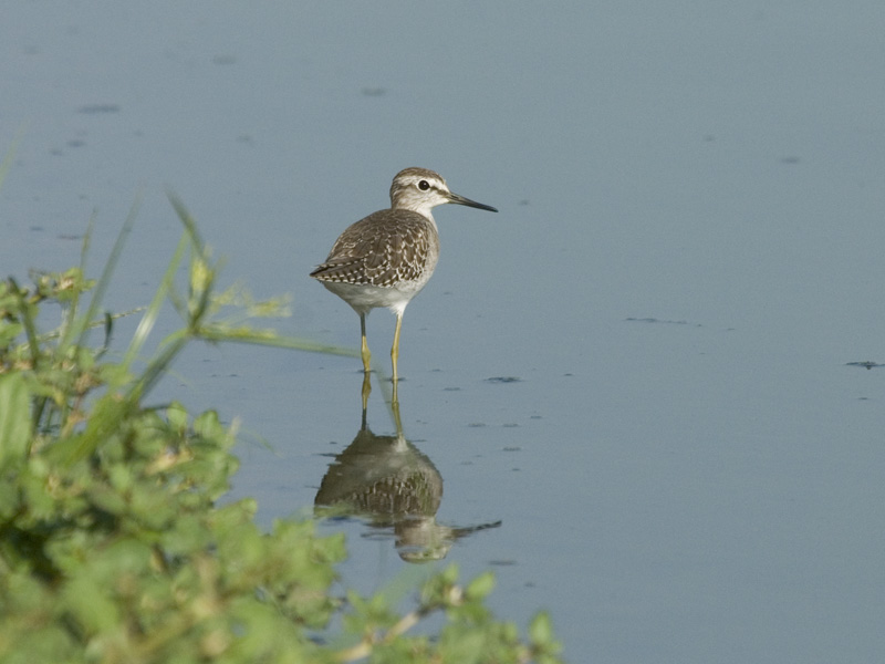 Wood Sandpiper [Tringa glareola ]