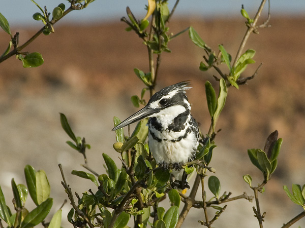 Pied Kingfisher [ Ceryle rudis ]