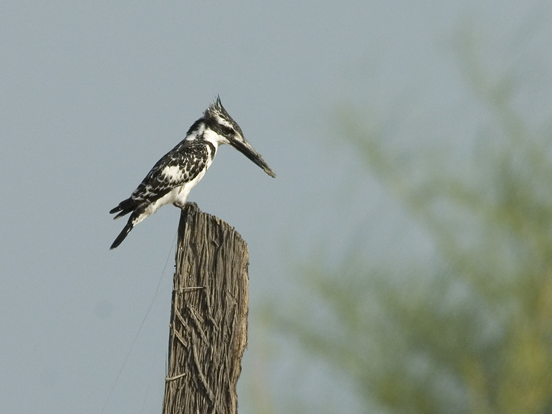 Pied Kingfisher [ Ceryle rudis ]