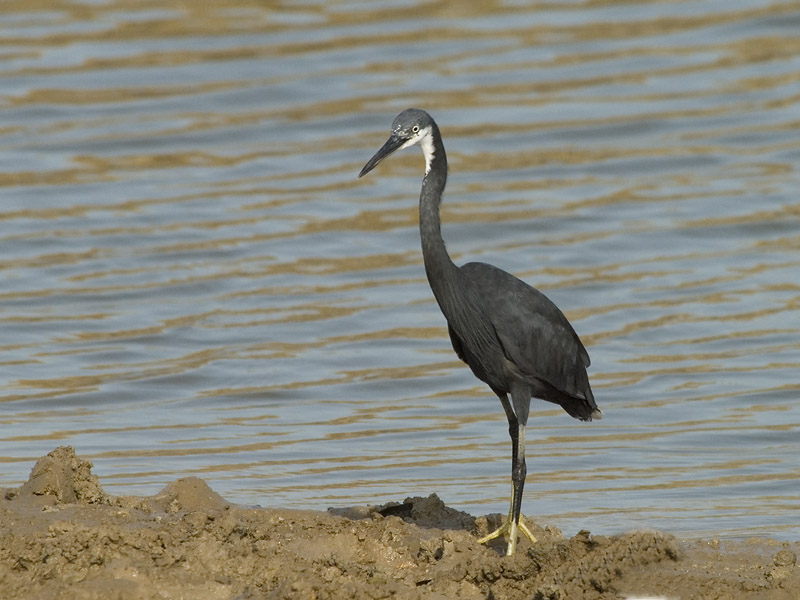 Wester Reef Heron  [Egretta gularis]