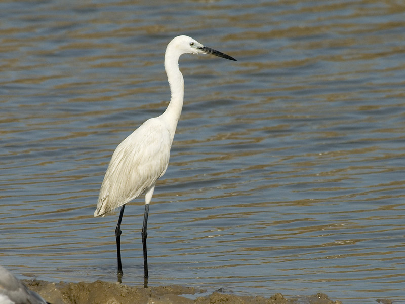 Little Egret  [Egretta garzetta]