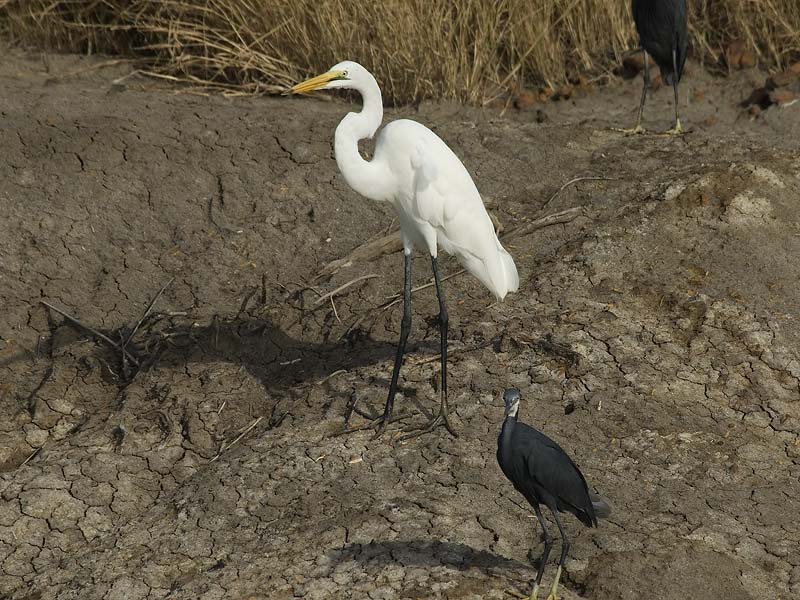 Great White Egret [ Egretta alba ]