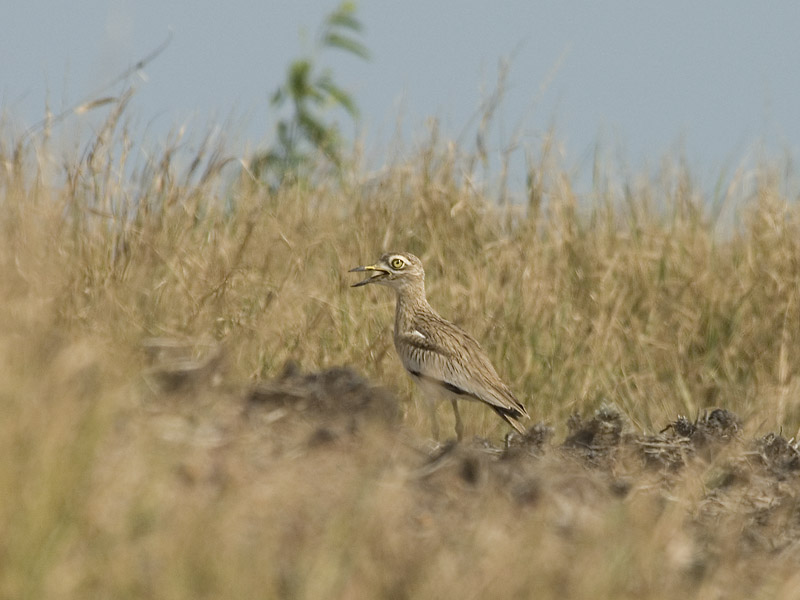 Senegal  Thick-knee [ Burhinus capensis ]