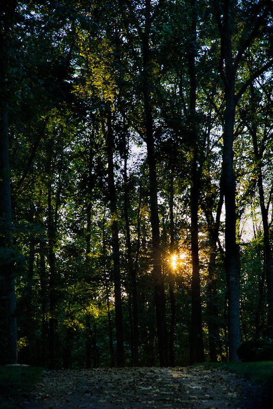 Sun and Trees