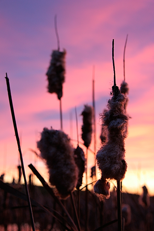 Cattails