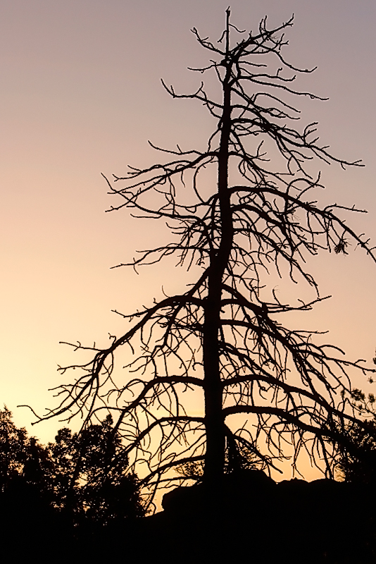 Lonely Pine