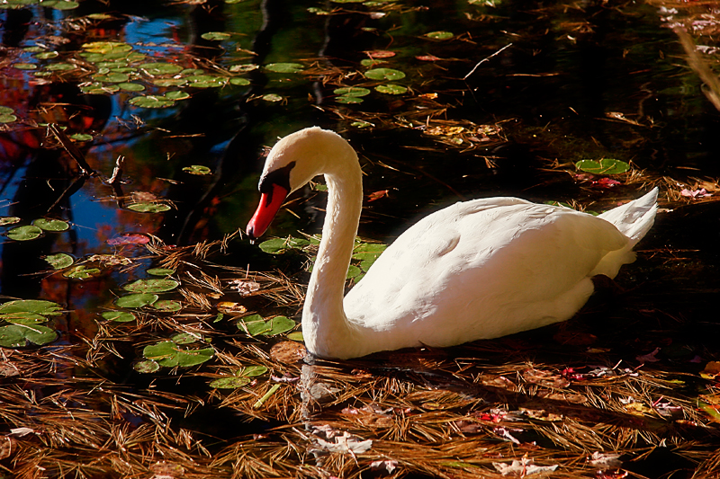 The Swan
