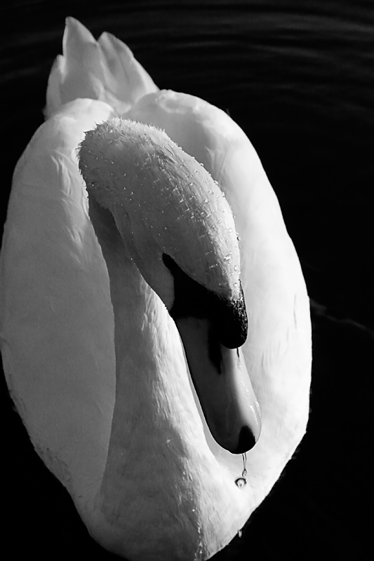 The Swan 