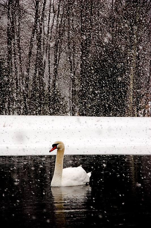 Snow 