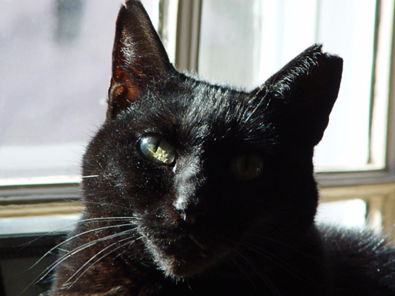 River The Cat