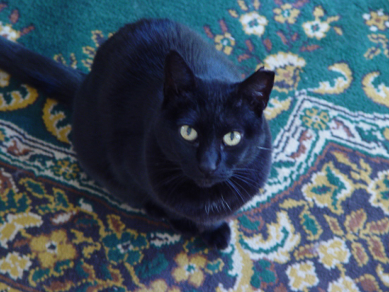River The Cat