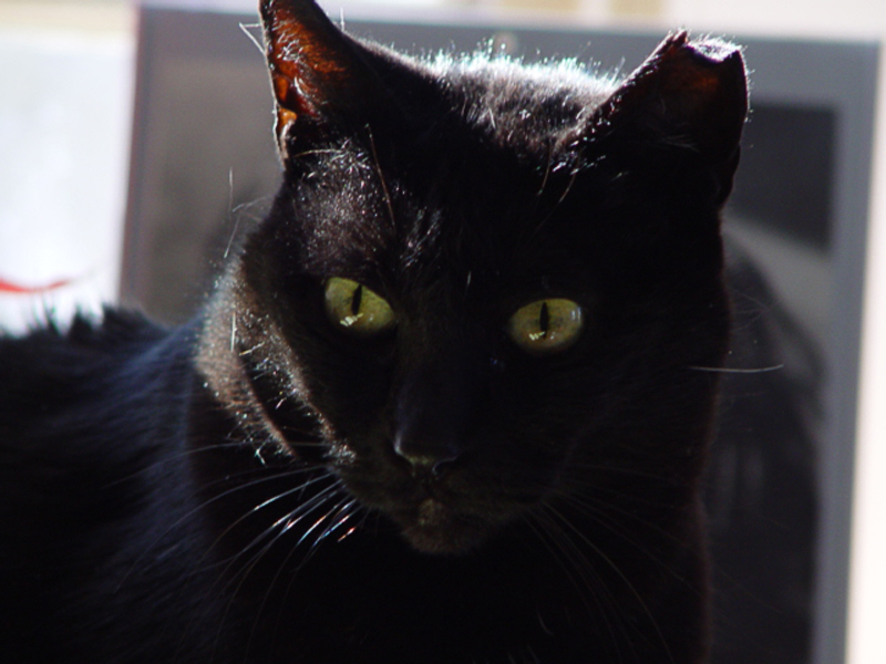 River The Cat