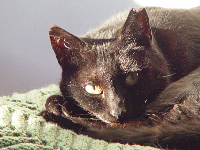 River The Cat