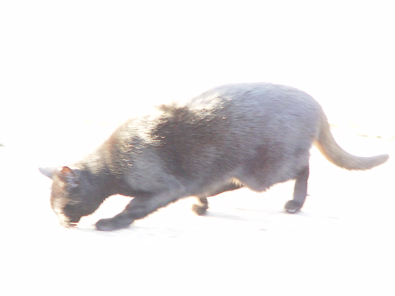 Spirit Animal