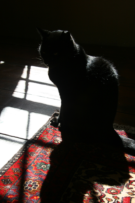 Sunning at The Window