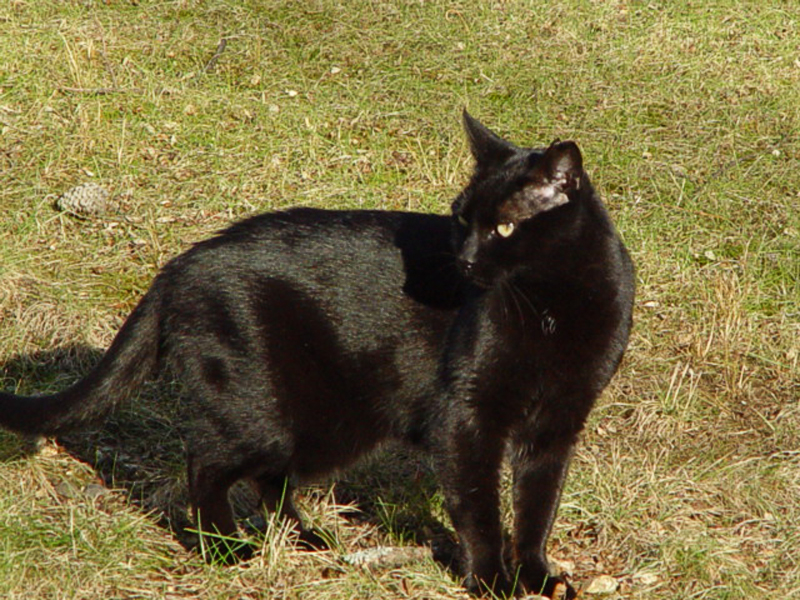 River The Cat