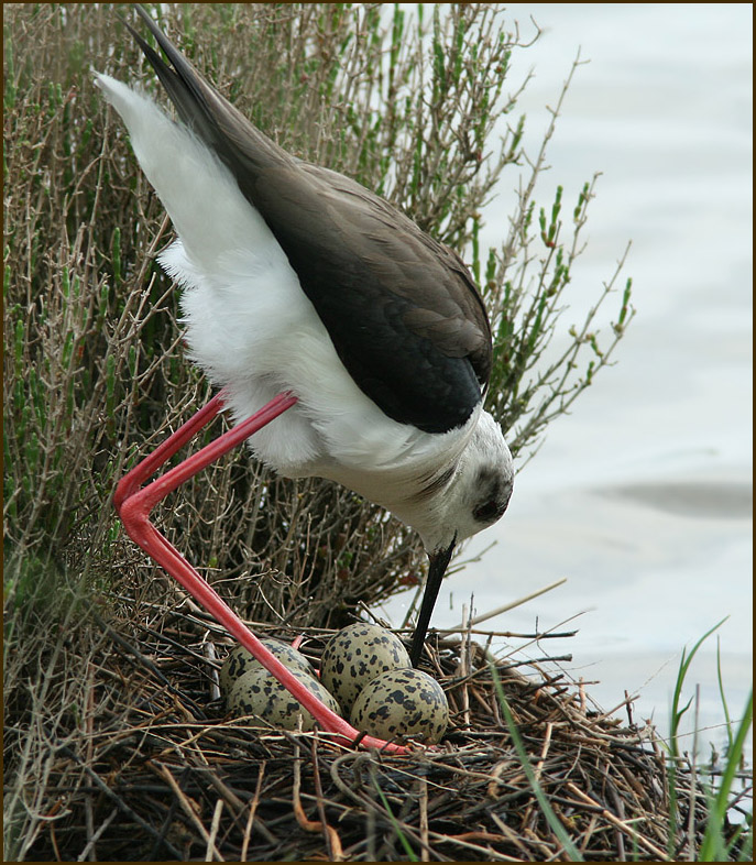 H. himantopus female.jpg