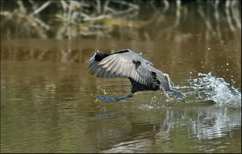 Fulica cristata 2.jpg