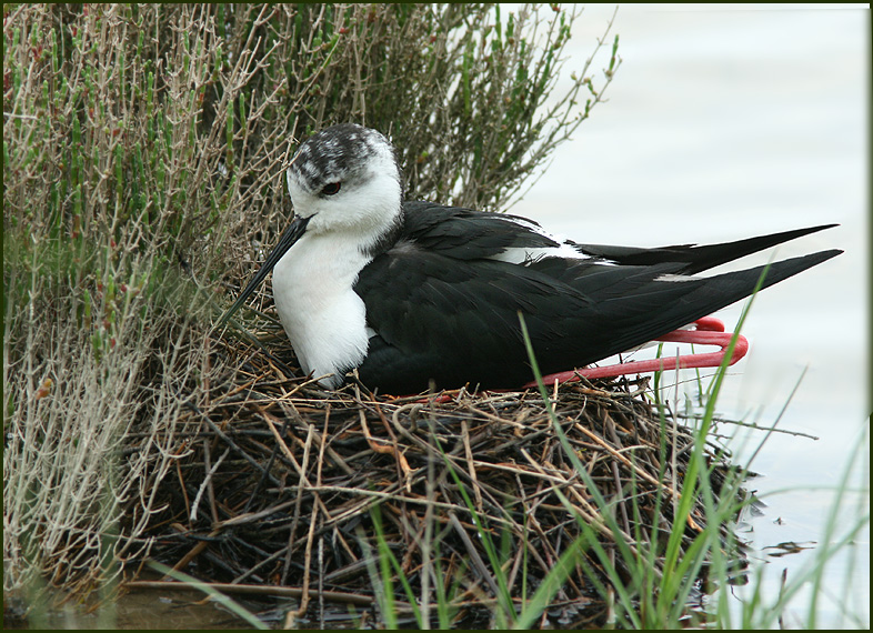 H. himantopus male 2.jpg