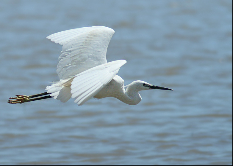 Little Egret   (Egretta garzetta).jpg