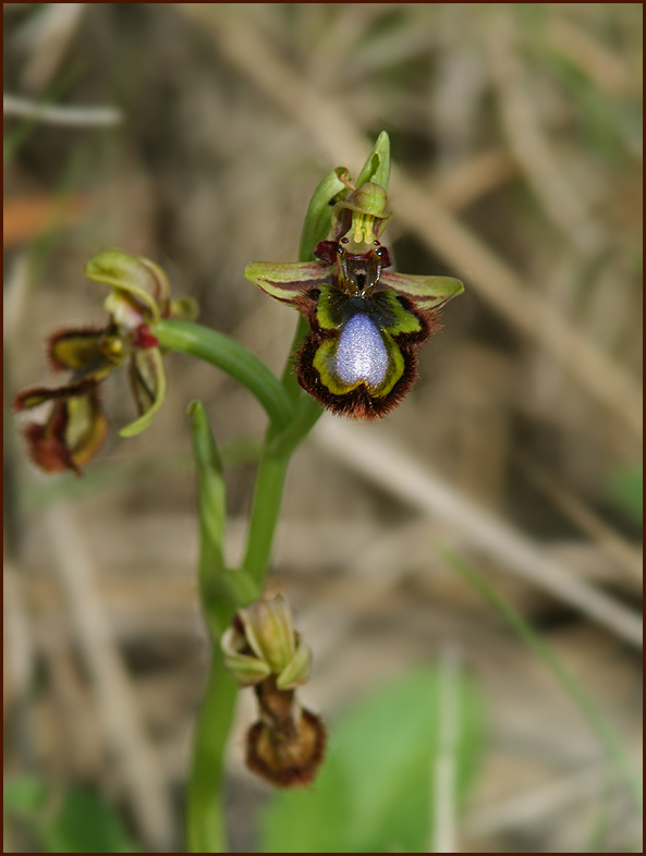 Monocotyledons of Mallorca