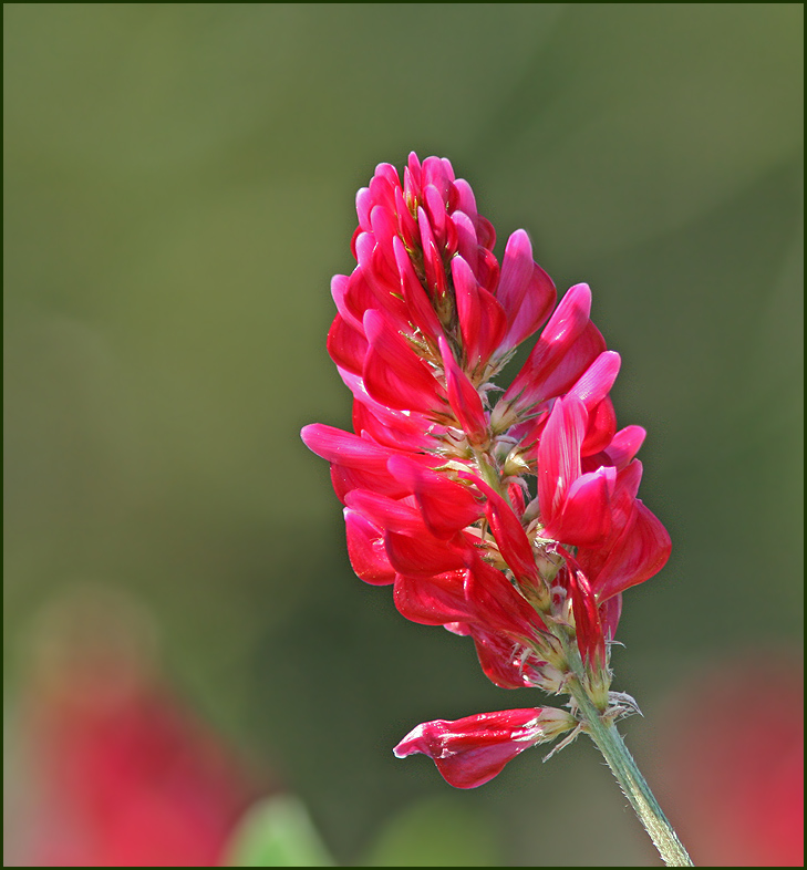 Hedysarum coronaria.jpg