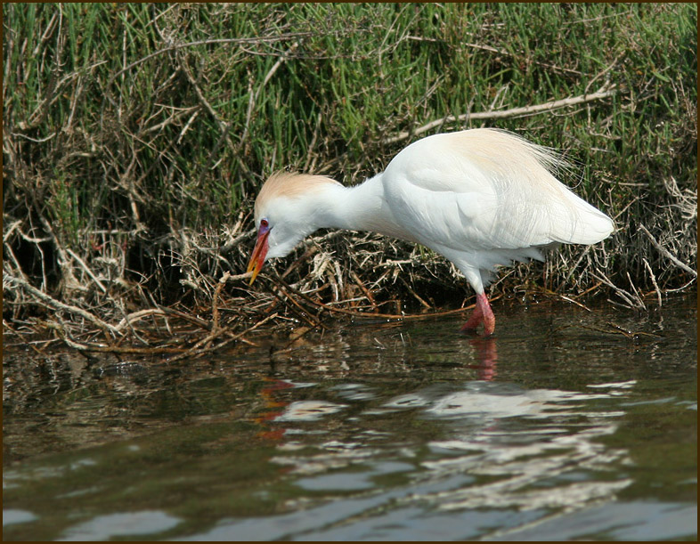 Cattle Egret, Kohäger (Bubulcus ibis).jpg