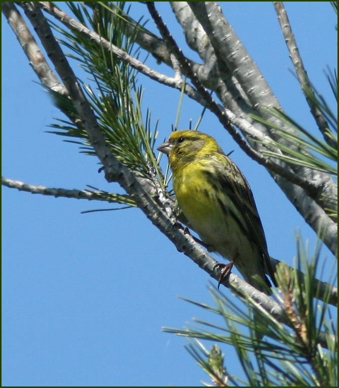 Gulhämpling (Serinus serinus)jpg