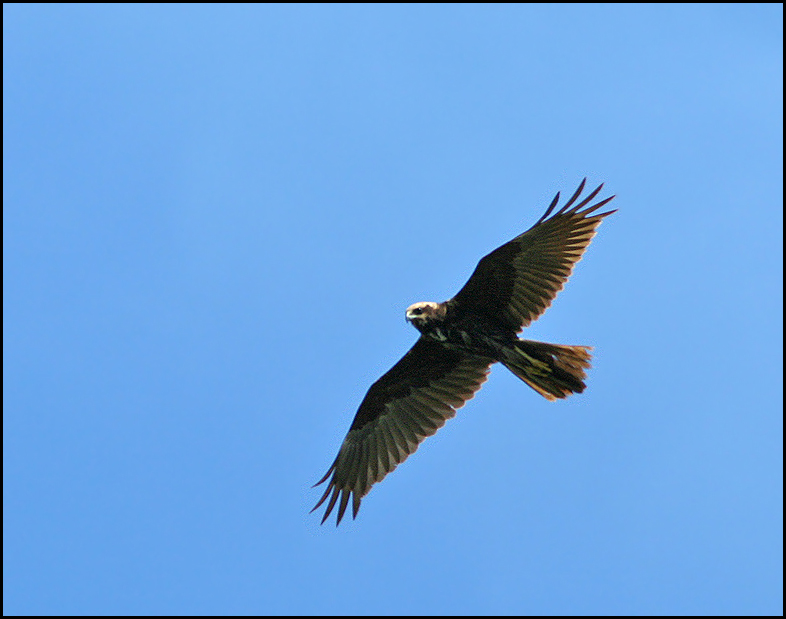 Marsh Harrier female   (Circus aeruginosus).jpg