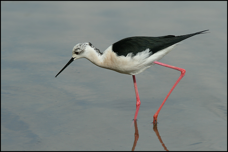 Black-winged Stilt  (Himantopus himantopus).jpg