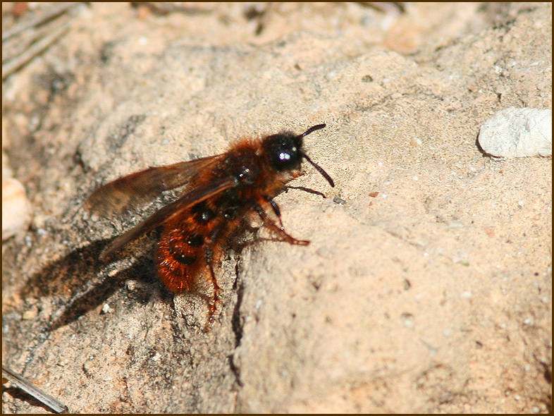 Solitary bee, Sandbi    (Andrena sp).jpg
