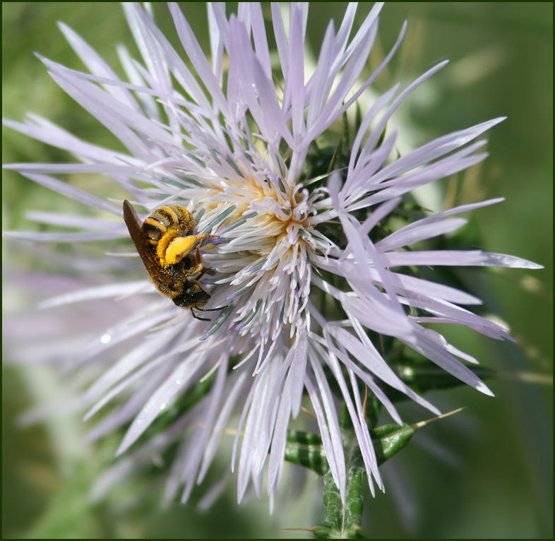 Pollen-loaded Honey bee on Galactites tomentosa flower