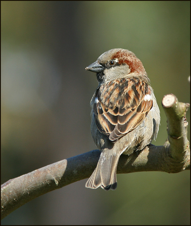 House sparrow, Gråsparv (Passer domesticus).jpg