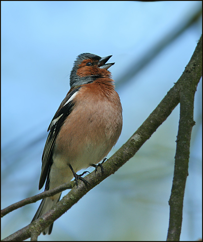 Chaffinch, Bofink  (Fringilla coelebs).jpg