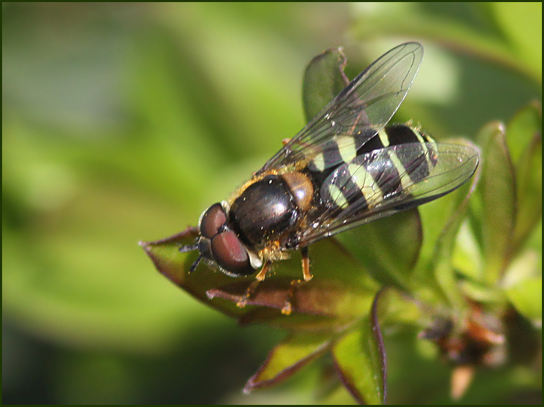 Trebandad skogsblomfluga   (Dasysyrphus tricinctus ).jpg