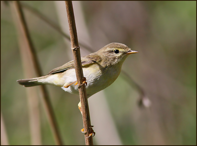 Willow Warbler, Lövsångare (Phylloscopus trochilus).jpg