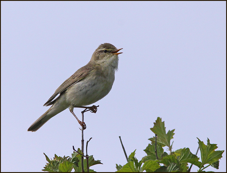 Willow Warbler, Lövsångare (Phylloscopus trochilus).jpg