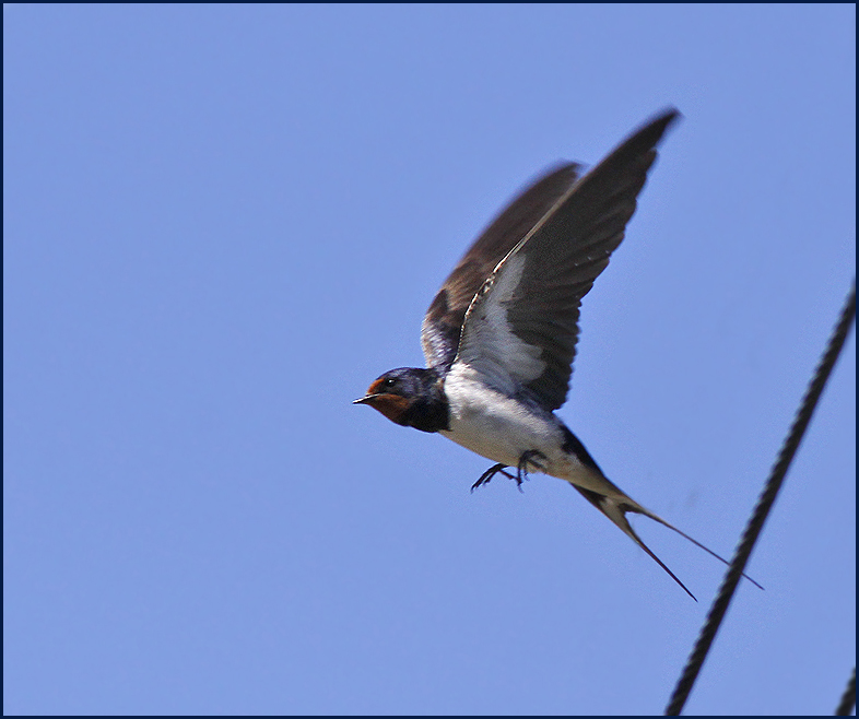 Swallows and Martins, Svalor
