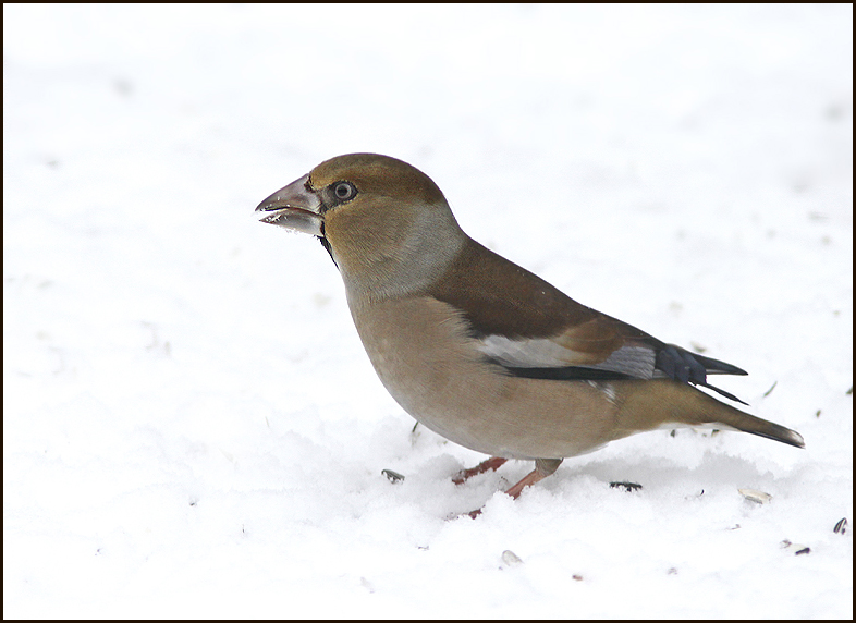 Hawfinch female, Stenknäck hona (Cocothraustes cocothraustes).jpg