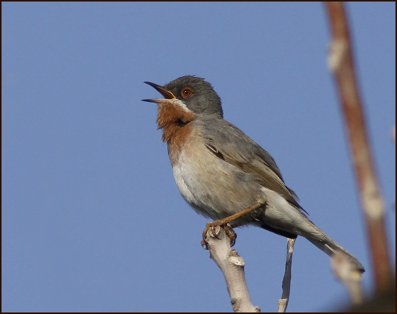 Eastern Subalpine Warbler, Rdstrupig sngare   (Curruca  cantillans).jpg