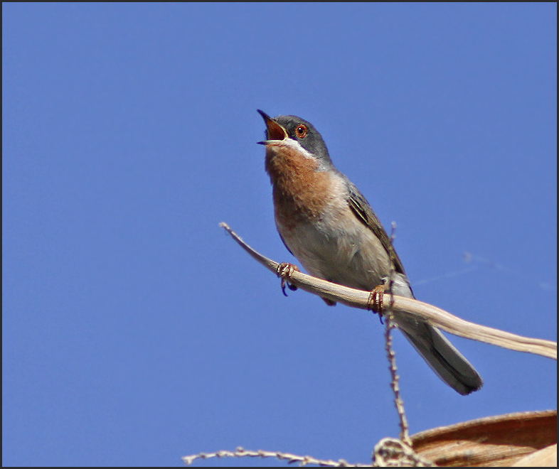 Eastern Subalpine Warbler, Rdstrupig sngare   (Curruca  cantillans).jpg