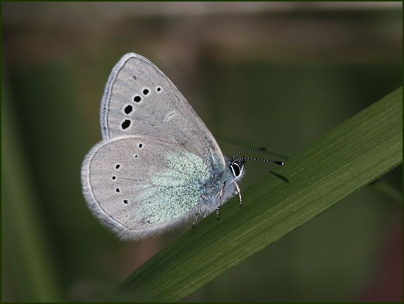 Green-underside Blue, Klverblvinge  (Glaucopsyche alexis) male.jpg