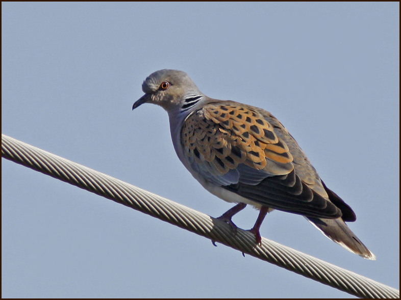 Turtle Dove, Turturduva   (Streptopelia turtur).jpg