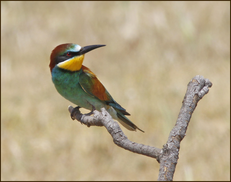 Merops apiaster.jpg