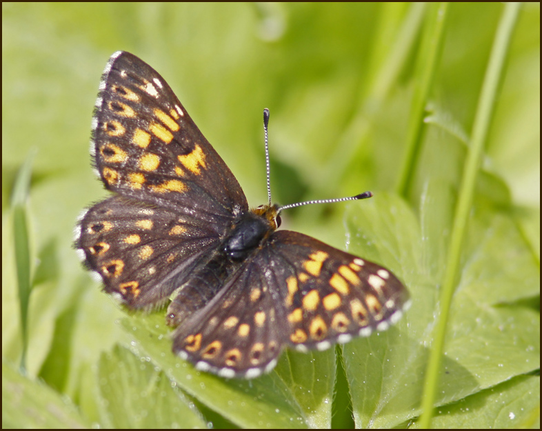 Swedish Metalmark Butterflies (Riodinidae)